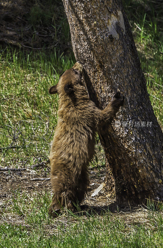 美国黑熊(Ursus americanus)是一种中等体型的熊，原产于北美，常见于黄石国家公园。年轻的幼崽。玩。肉桂色。